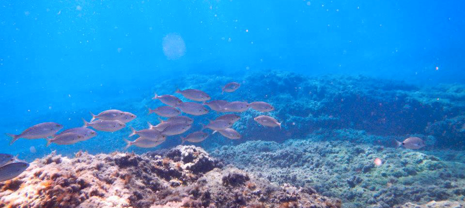 Fondali Marini Moneglia